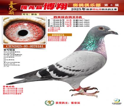 博翔特比四關(guān)鴿王8名