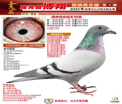 博翔特比四關(guān)鴿王10名