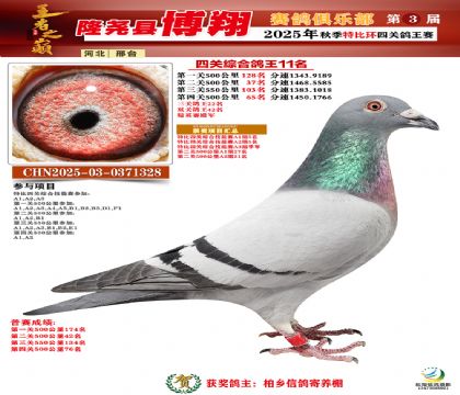 博翔特比四關(guān)鴿王11名