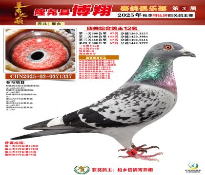博翔特比四關(guān)鴿王12名