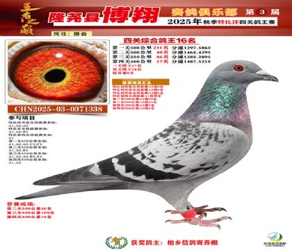 博翔特比四關(guān)鴿王16名