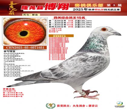 博翔特比四關(guān)鴿王15名