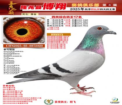 博翔特比四關(guān)鴿王17名