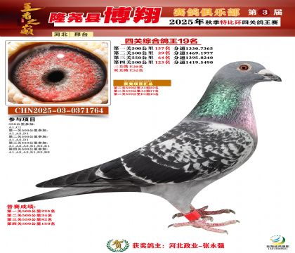 博翔特比四關(guān)鴿王19名