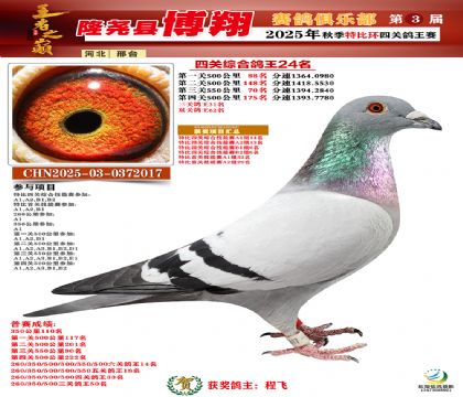 博翔特比四關(guān)鴿王24名