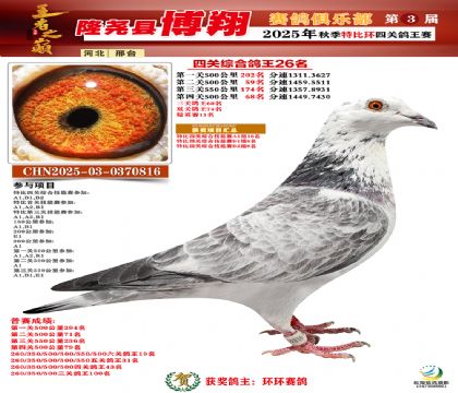博翔特比四關(guān)鴿王26名