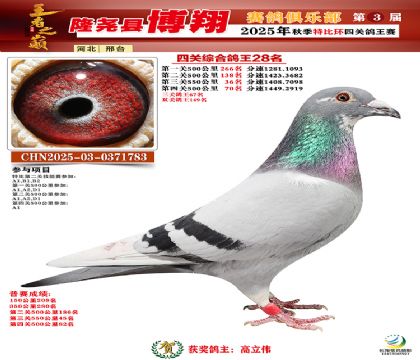 博翔特比四關(guān)鴿王28名