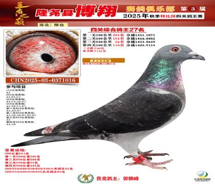 博翔特比四關(guān)鴿王27名