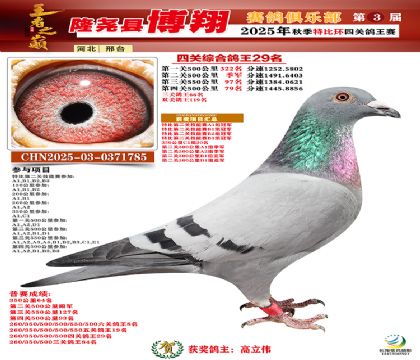 博翔特比四關(guān)鴿王29名