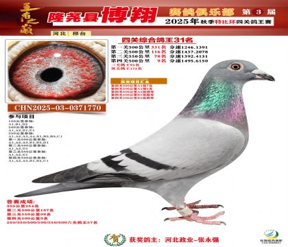 博翔特比四關(guān)鴿王31名