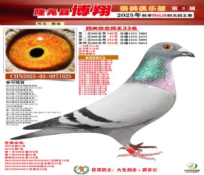 博翔特比四關(guān)鴿王33名