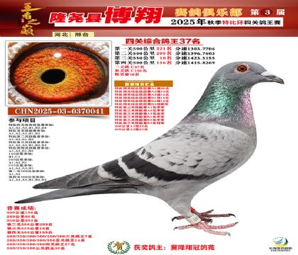 博翔特比四關(guān)鴿王37名