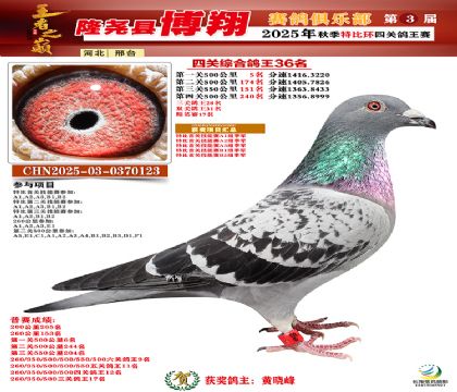 博翔特比四關(guān)鴿王36名