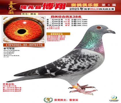 博翔特比四關(guān)鴿王38名