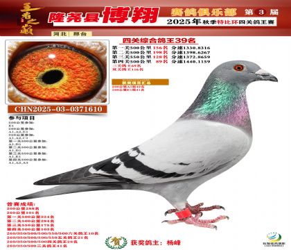 博翔特比四關(guān)鴿王39名