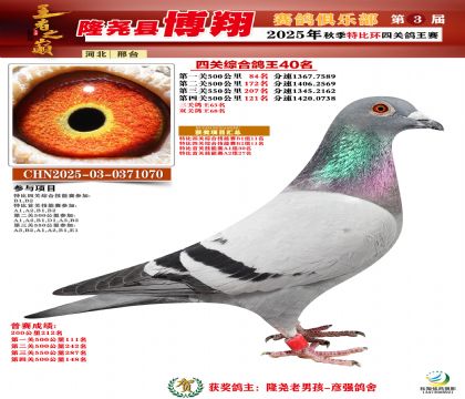 博翔特比四關(guān)鴿王40名