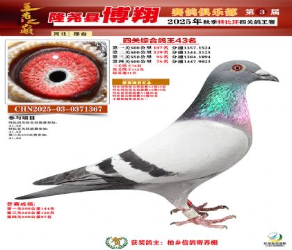 博翔特比四關(guān)鴿王43名
