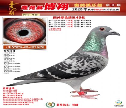 博翔特比四關(guān)鴿王45名