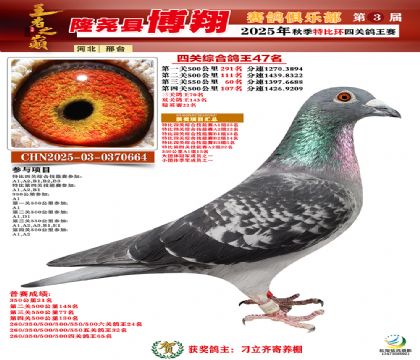博翔特比四關(guān)鴿王47名