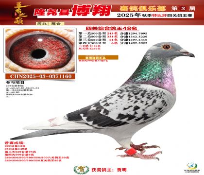 博翔特比四關(guān)鴿王48名