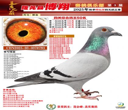 博翔特比四關(guān)鴿王50名