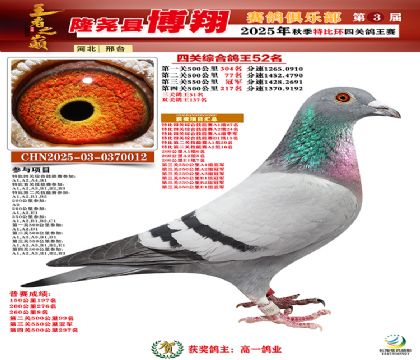 博翔特比四關(guān)鴿王52名