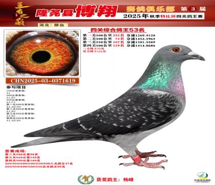 博翔特比四關(guān)鴿王53名