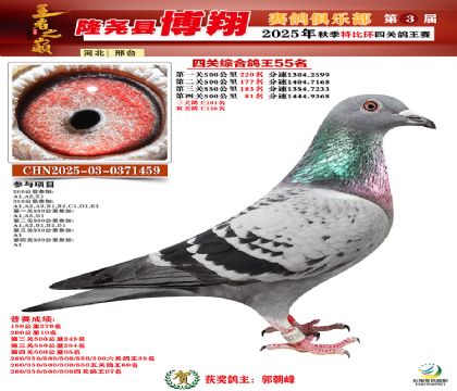 博翔特比四關(guān)鴿王55名
