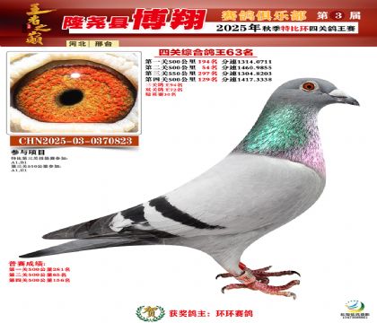 博翔特比四關(guān)鴿王63名