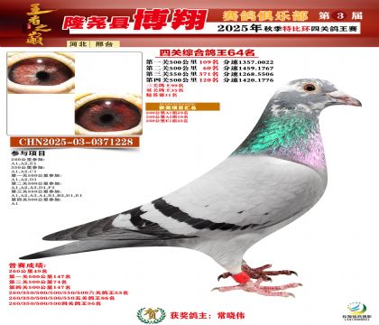 博翔特比四關(guān)鴿王64名