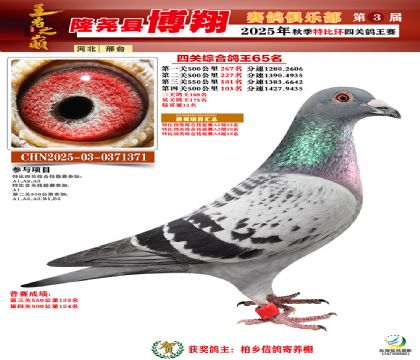 博翔特比四關(guān)鴿王65名