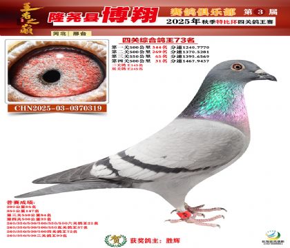 博翔特比四關(guān)鴿王73名