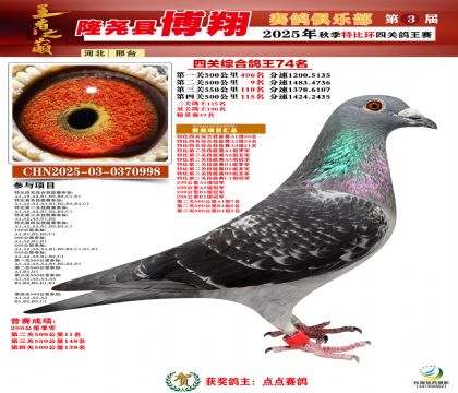 博翔特比四關(guān)鴿王74名