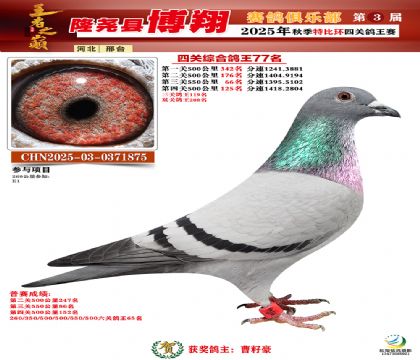 博翔特比四關(guān)鴿王77名