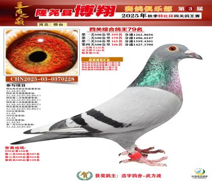 博翔特比四關(guān)鴿王79名