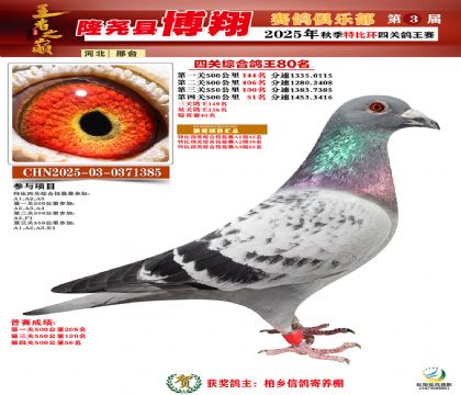 博翔特比四關(guān)鴿王80名