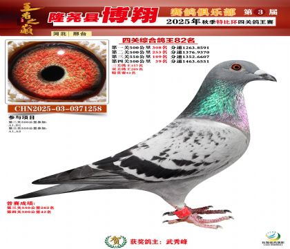 博翔特比四關(guān)鴿王82名