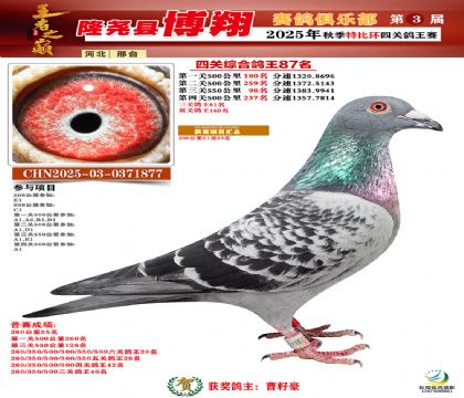 博翔特比四關(guān)鴿王87名