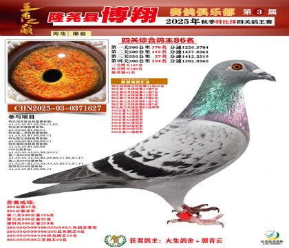 博翔特比四關(guān)鴿王86名