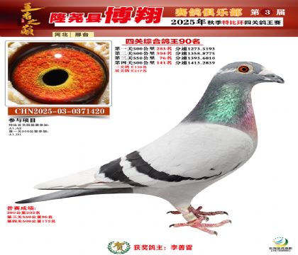 博翔特比四關(guān)鴿王90名