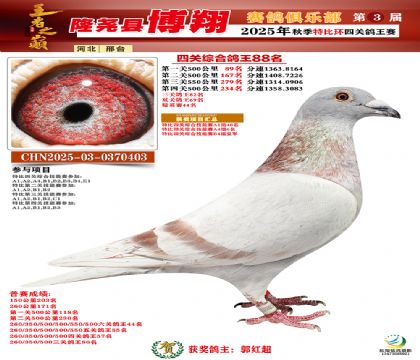 博翔特比四關(guān)鴿王88名