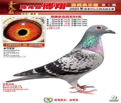 博翔特比四關(guān)鴿王94名