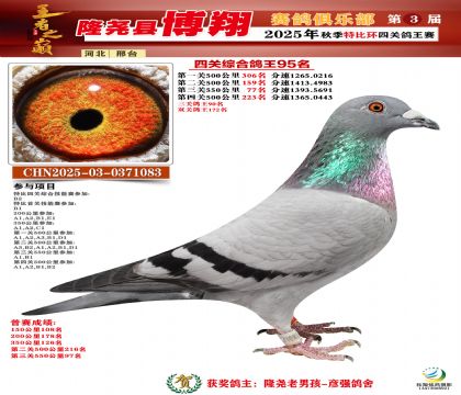 博翔特比四關(guān)鴿王95名