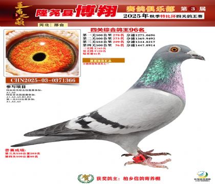 博翔特比四關(guān)鴿王96名