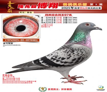 博翔特比四關(guān)鴿王97名