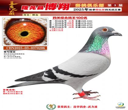 博翔特比四關(guān)鴿王100名