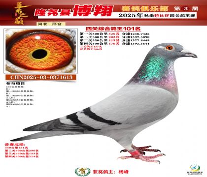 博翔特比四關(guān)鴿王101名