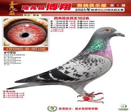 博翔特比四關(guān)鴿王102名