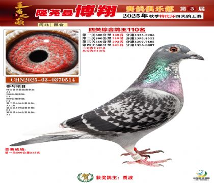 博翔特比四關(guān)鴿王110名