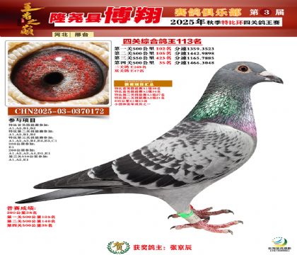 博翔特比四關(guān)鴿王113名